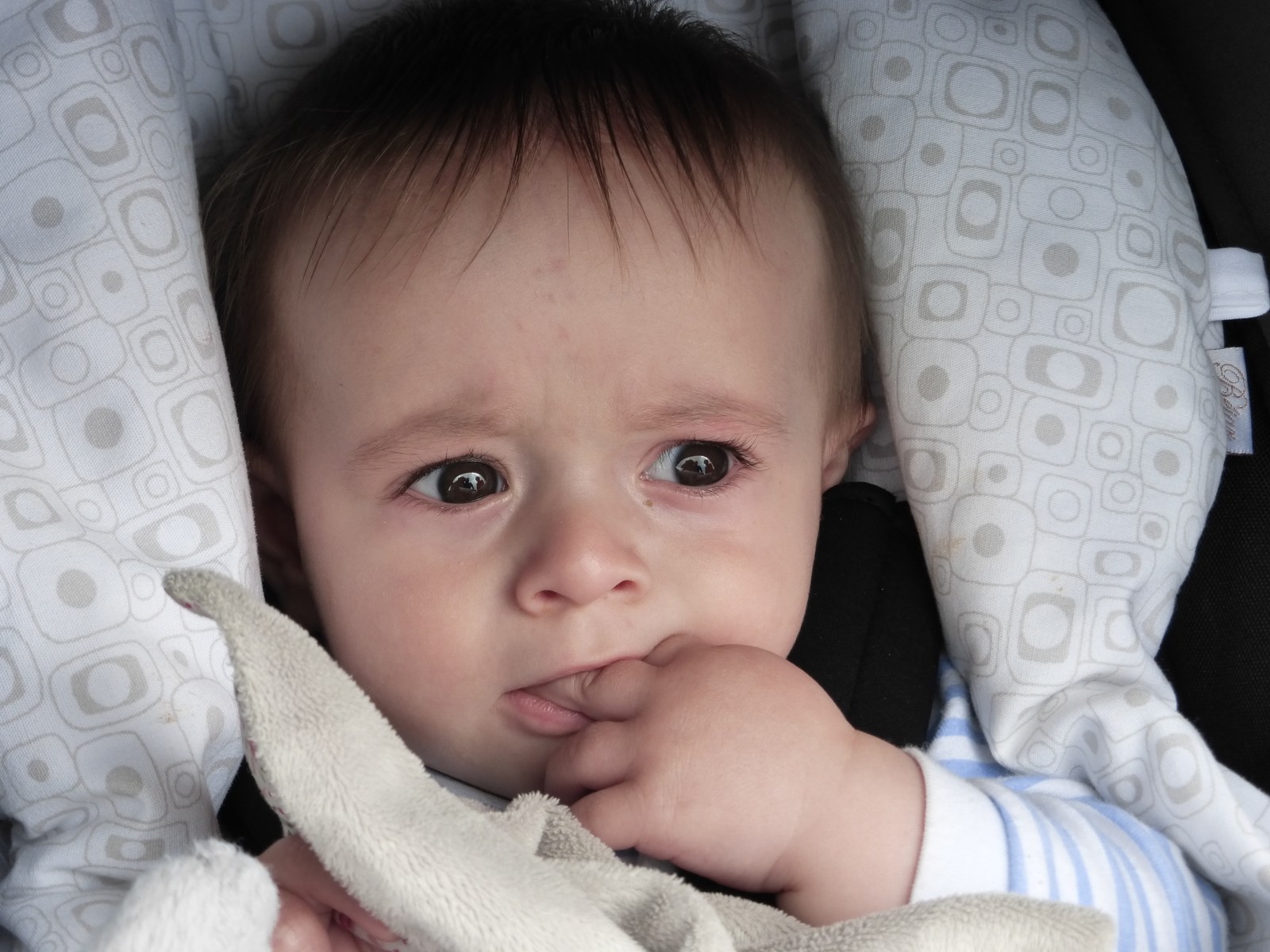 Arg841 Urdin-urdina da gure mutikotxua.