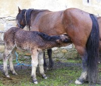 Behorra eta zaldikumea