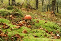 Onddoak eta perretxikoak irteten dira