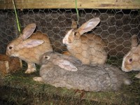 Konejuak edo untxiak