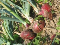 Kinpulak edo tipulak