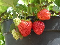 Mailukiak edo marrubiak