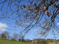 Zuhaitzak biluzik daude